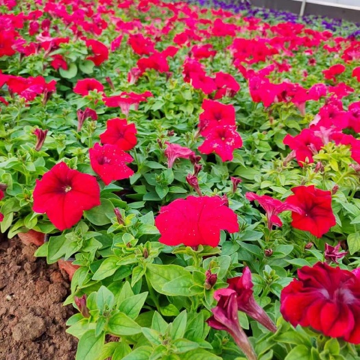 青州市矮牵牛 牵牛 观花植物 多色牵牛 死苗补发