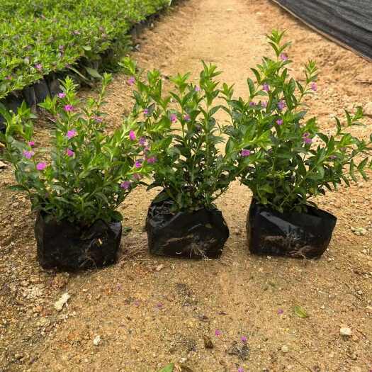 满天星  农户直销  大量供应 规格齐全