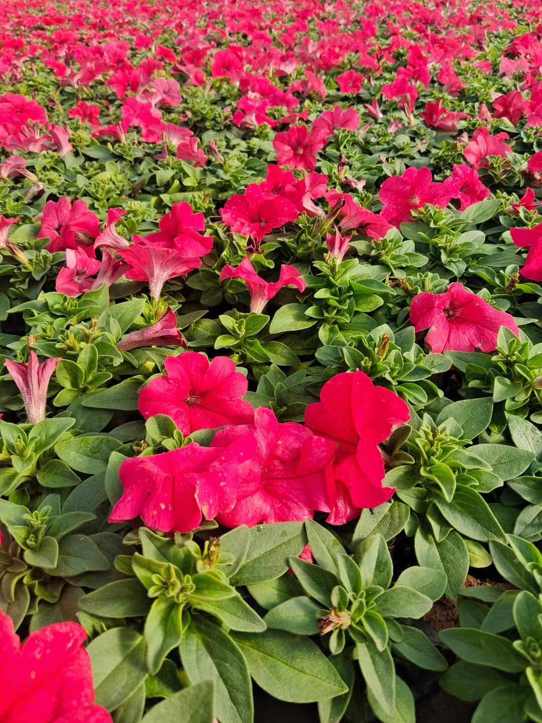 矮牵牛 牵牛花 观花植物 量大优惠