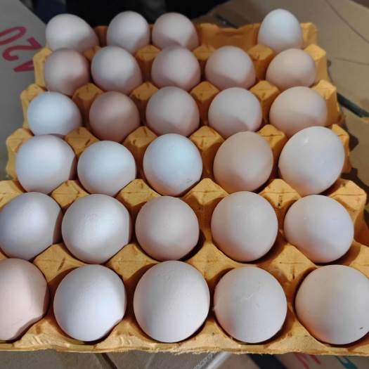 饶阳县普粉黄心
