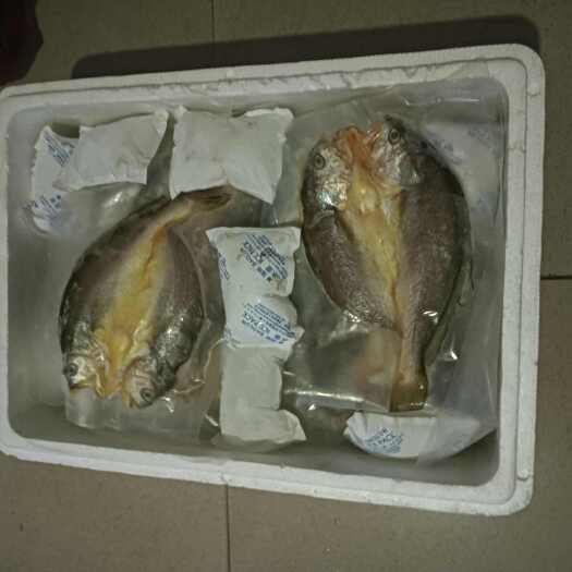  大黄鱼