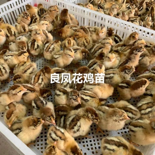 衡南县良凤花鸡苗  良凤花，肉鸡苗，包发货包打预苗包路损