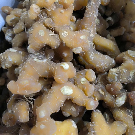广州大个  中个漂亮黄精