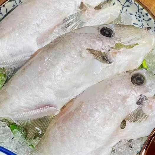 成都带头耗儿鱼