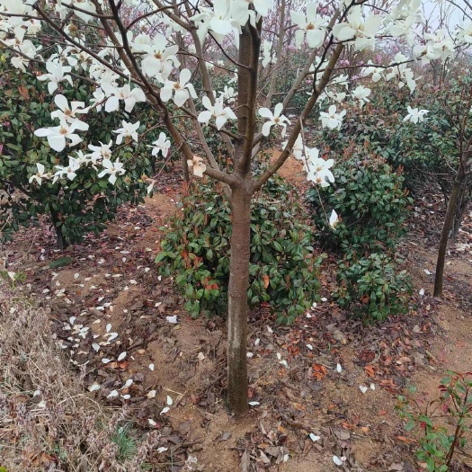 淄博白玉兰