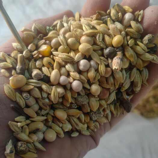 大连豆杂