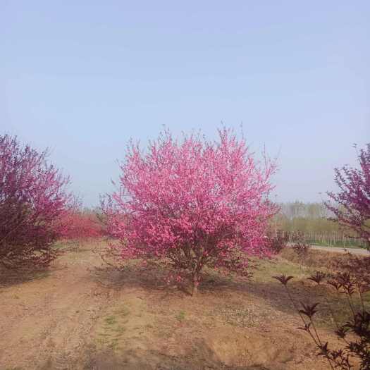 济宁菊花碧桃