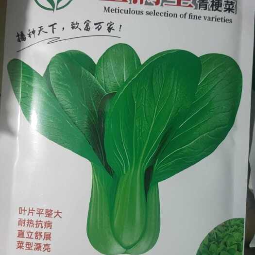 聊城上海青种子 青梗菜高温季节不易拔节，大叶青梗，产量