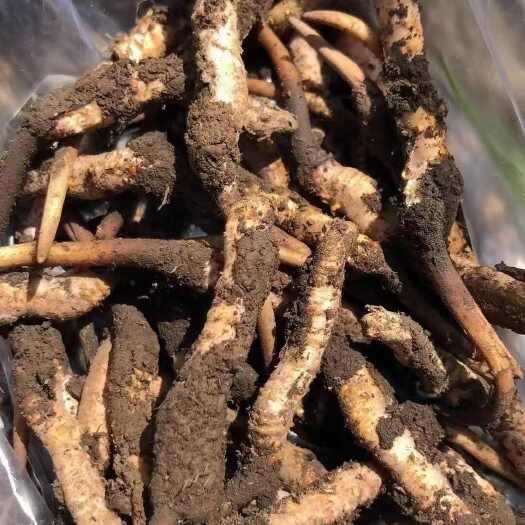 松潘县新鲜冬虫夏草
