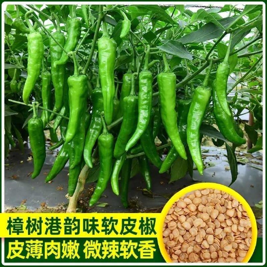 夏邑县樟树港辣椒种子，早熟，脆嫩香辣，