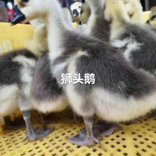 衡南县狮头鹅，大品种，苗大个，纯种大种狮头鹅苗，