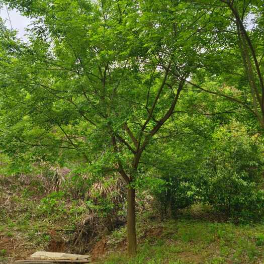 德安县朴树20，朴树价格，小叶朴树，江西九江朴树基地