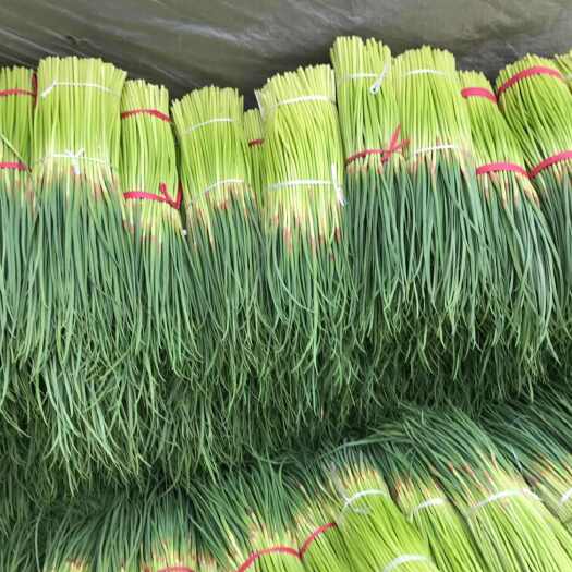 尉氏县蒜苔大量上市