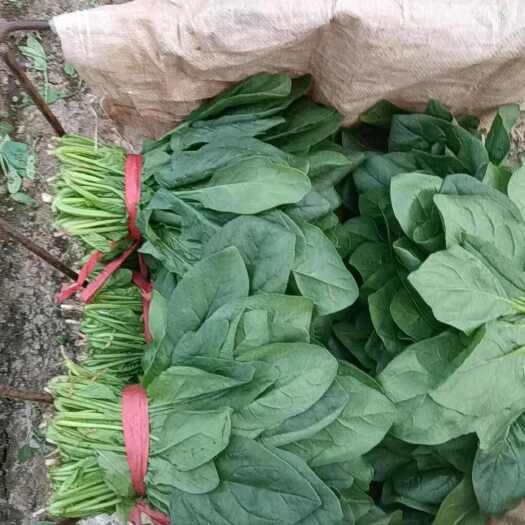 鄄城县现货种植基地常年代购，菠菜，香菜油菜白菜。规格齐全欢迎考察。