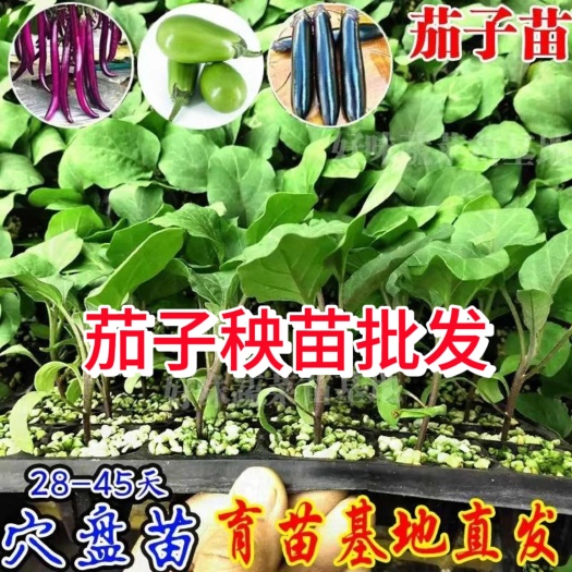 苏州茄子秧苗批发，圆茄子苗，青茄子苗，紫茄子苗紫黑茄子苗线茄子苗