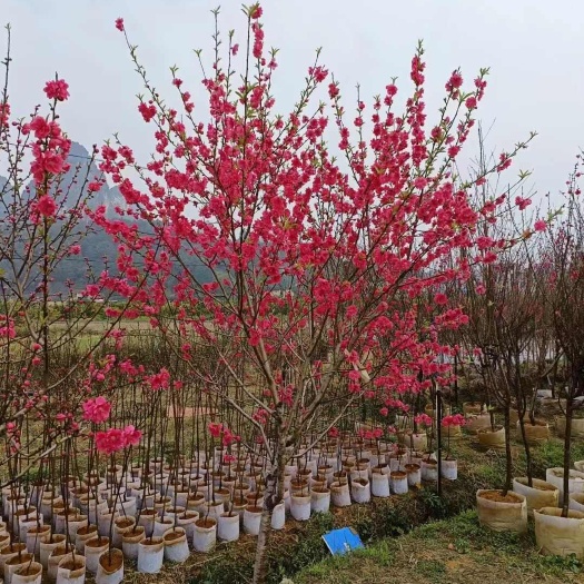 桃花 桃花树袋苗红叶碧桃产地直销规格齐全