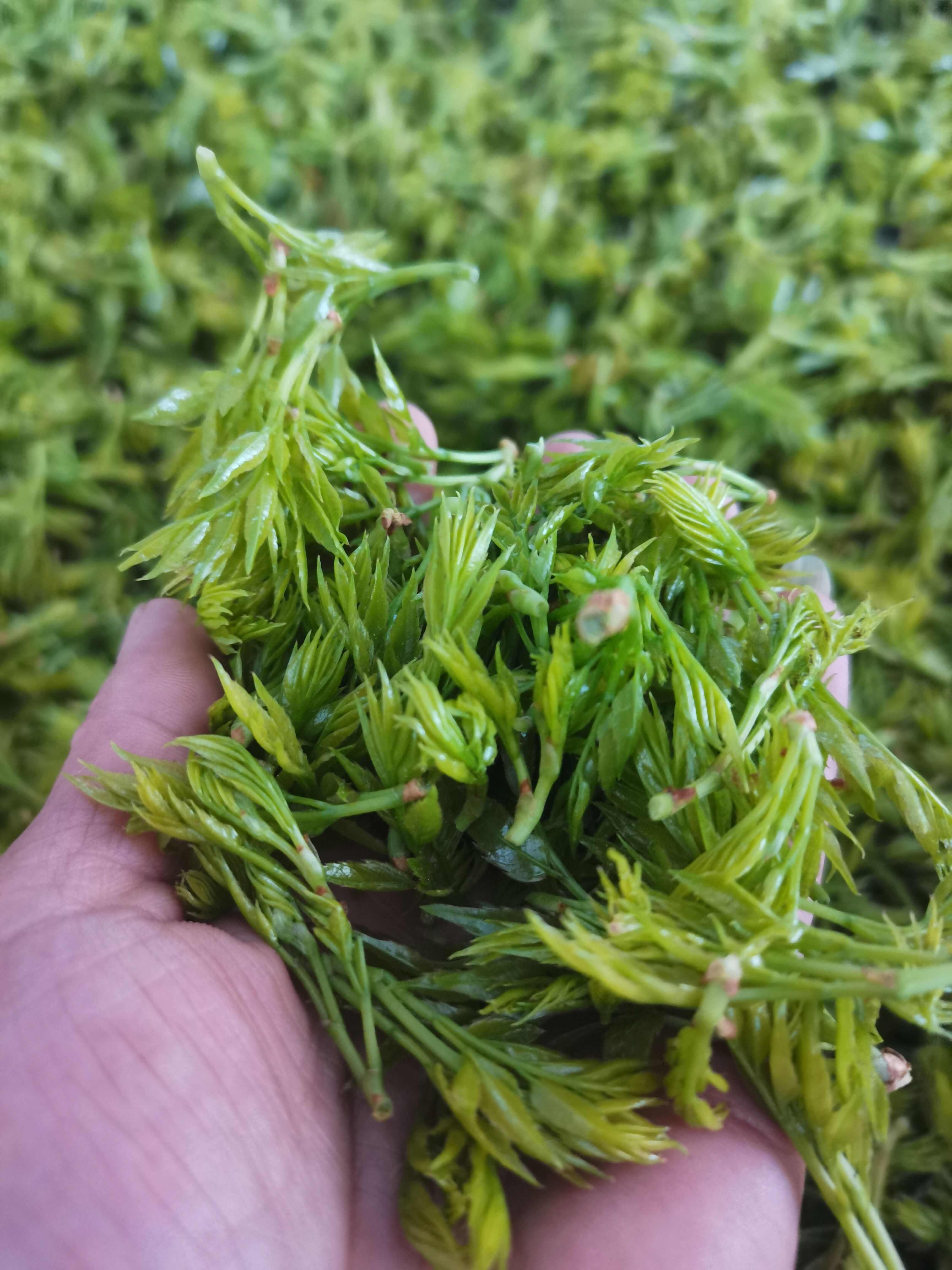 湘西永顺张家界排3以内清明高品质芽头莓茶（藤茶恩施富硒茶，