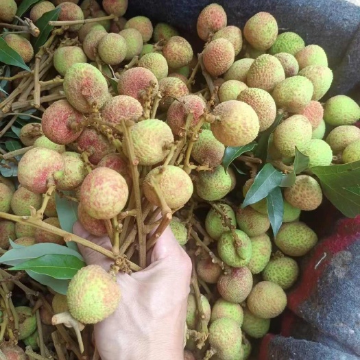  三月红