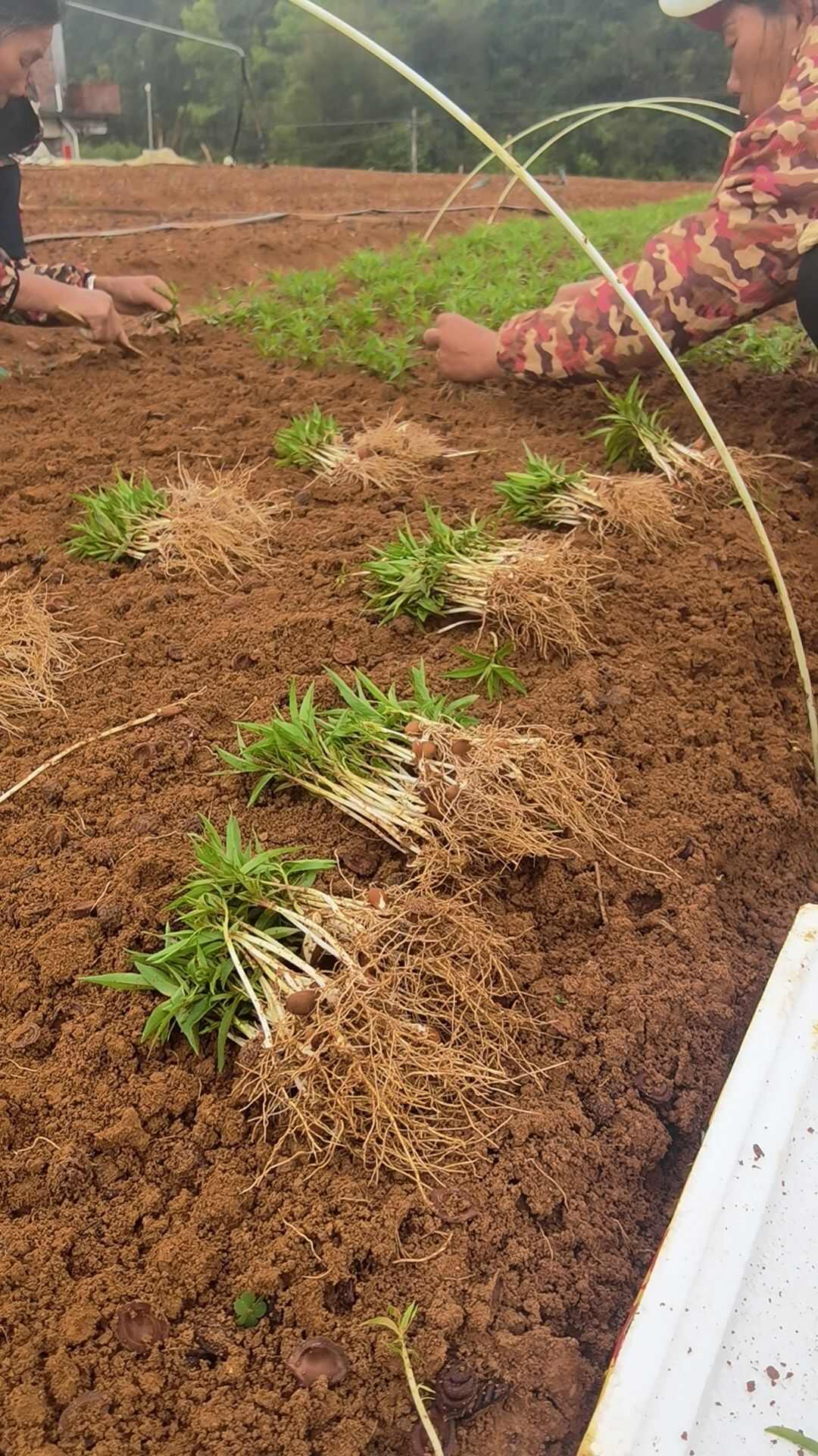 毛桃苗  桃树苗  桃芽苗 桃豆芽苗