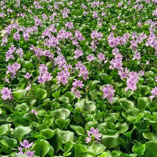 青州市水葫芦 凤眼莲 死苗补发 量大可优惠