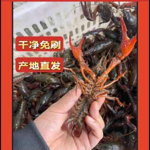 深圳小龙虾