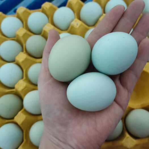 原阳县惊爆价    360枚双色绿壳蛋   自产自销 量大从优