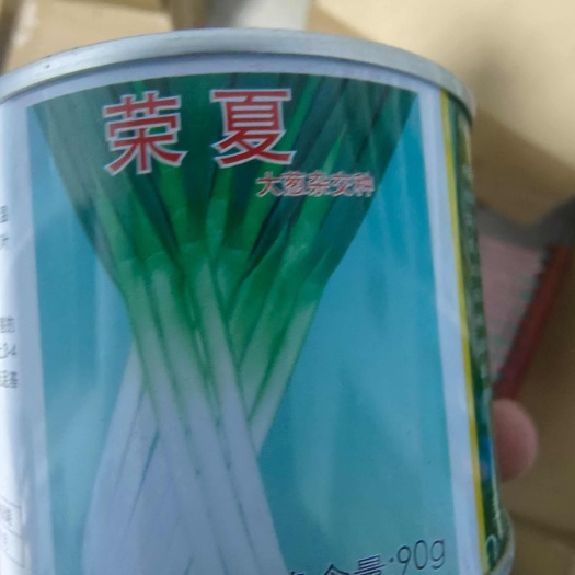 日本钢葱种子 ≥97% 杂交种
