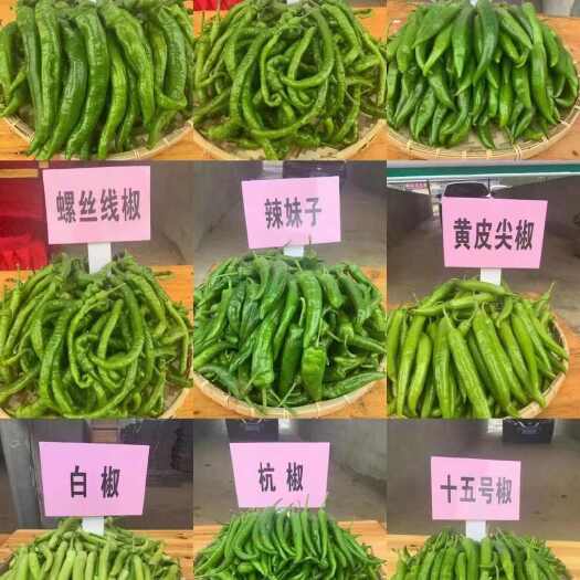 钦州辣椒