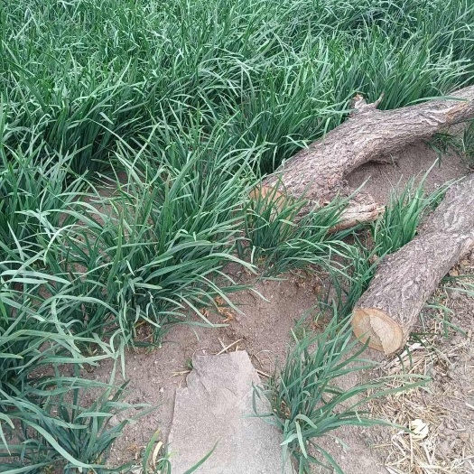 突泉县白根韭菜籽，