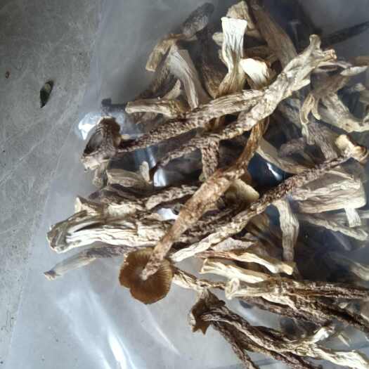 阳山县鹿茸菇