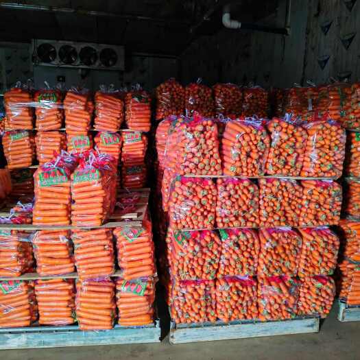横州市优质胡萝卜长期供货，基地一手货源，全国发货。