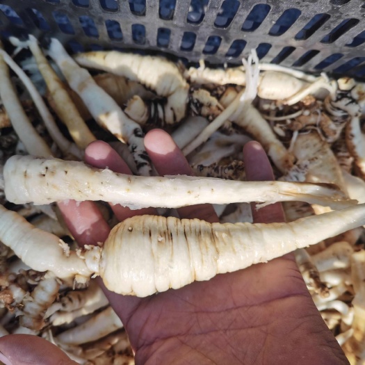 普安县贵州深山南沙参干货，泡参，煲汤好食材