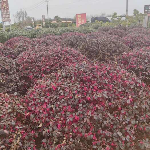 沭阳县冠120厘米红花檵木球