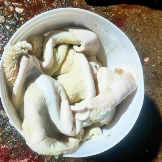 樟树市沸水牛肚