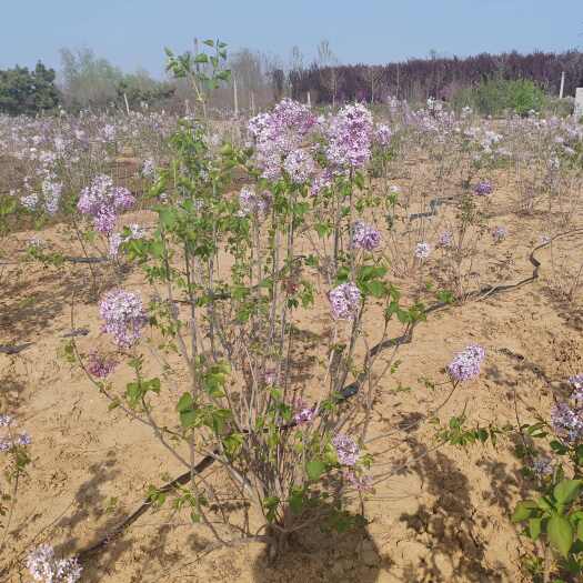 高150厘米冠100厘米丛生紫丁香