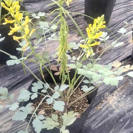 玉林岩黄连