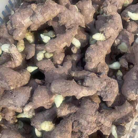 安丘市大量供应优质姜种，电商货