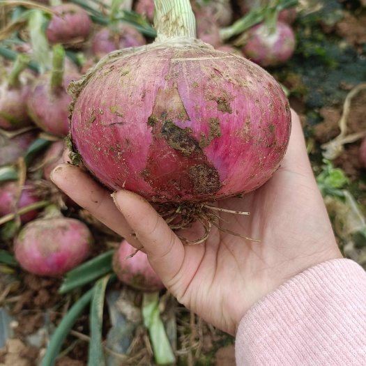 河南万亩精品红葱大量上市