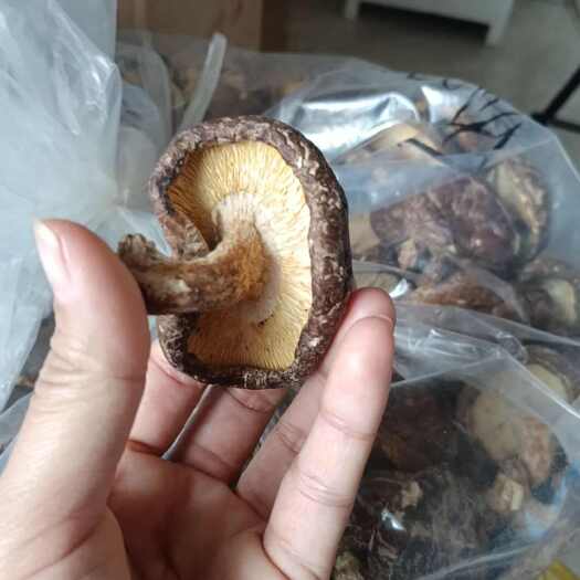 阳山县香信菇