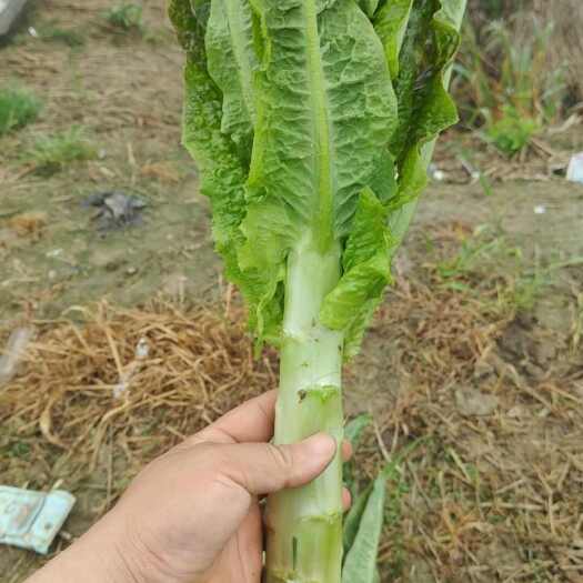  莴笋