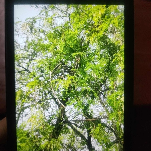 南阳槐花