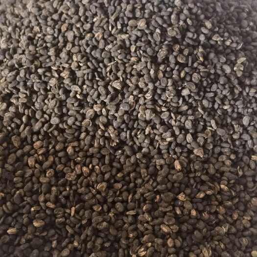 鄄城县【补骨脂】1000克  实物拍摄  量大从优  规格齐全