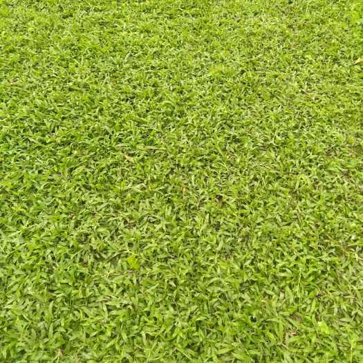 清远大叶油草
