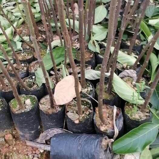 白沙县菠萝蜜实生苗