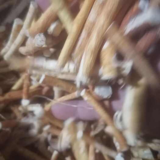 玉林正品五指毛桃中段靓有硫