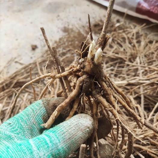 紫芦笋苗 小苗六条根以上 现挖发货成活率高
