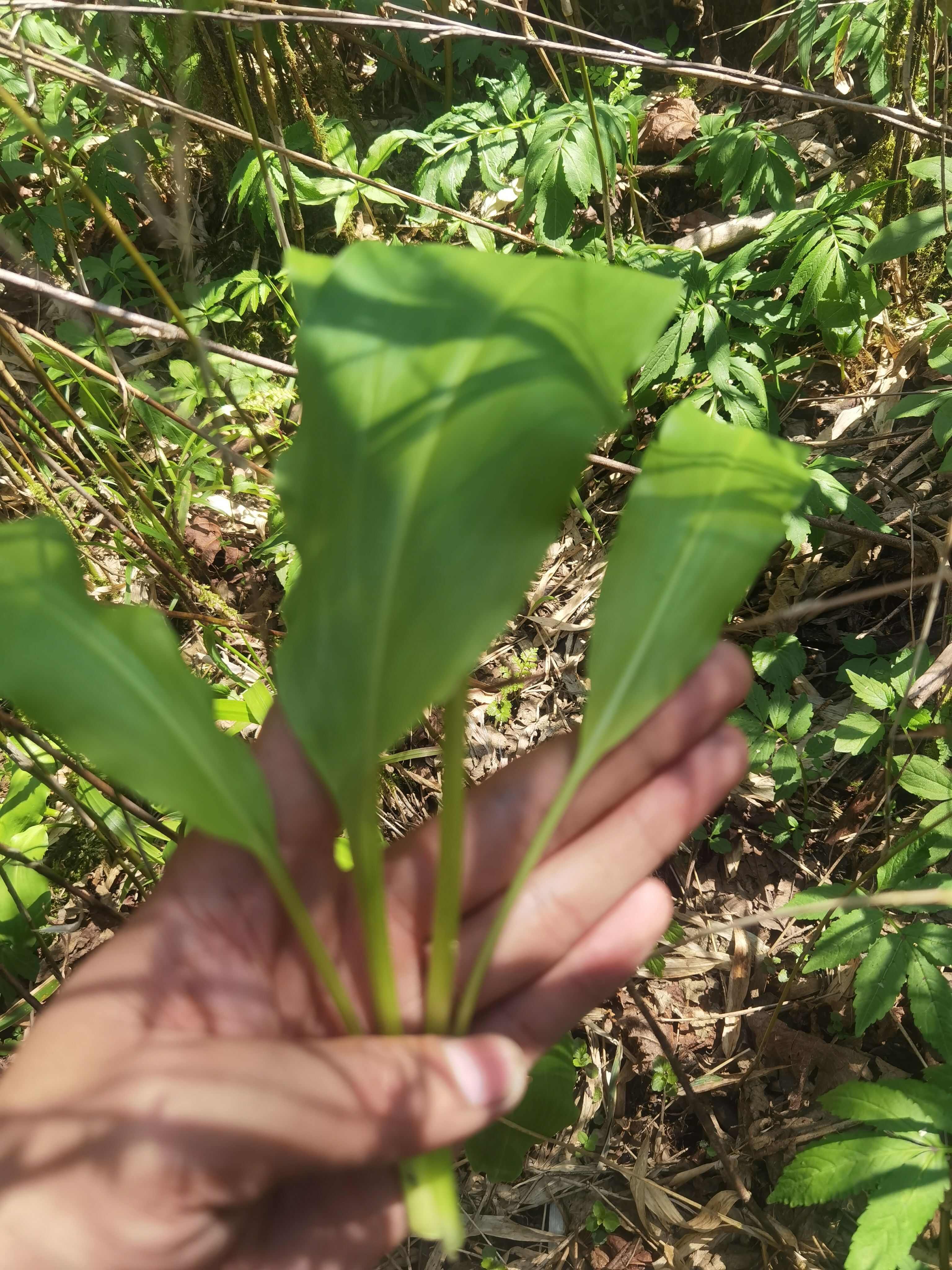 山野菜