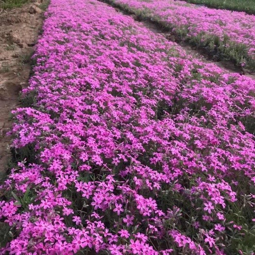 芝樱 丛生福禄考 死苗补发 地被植物 耐寒植物