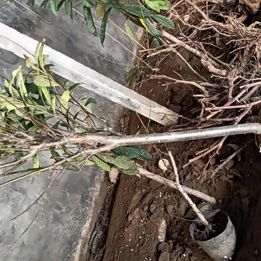 平邑县黑钻苹果树苗 黑钻苹果苗 嫁接苹果苗 基地直销现挖现卖全国包