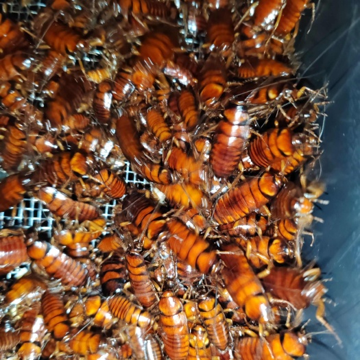 绵阳规范养殖蟑螂，可打粉